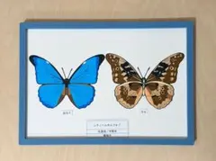 2026年最新】レテノールモルフォの人気アイテム - メルカリ