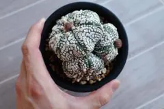 Parodia f. cristataサボテン　綴化　作家陶器鉢のまま発送 Parodia f. cristataサボテン 綴化 作家陶器鉢のまま発送 - メルカリ