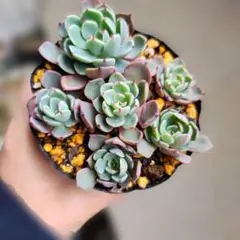 断捨離頑張ってます！様 リクエスト 5点 まとめ商品