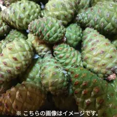 青ぼっくり　300g 松ぼっくり　爽やかな香り 青ぼっくり 300g 松ぼっくり 爽やかな香り メンズ