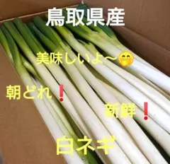 鳥取県産 美味しい 白ネギ
