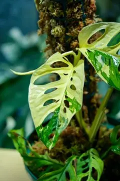 マドカズラ 斑入り A38【Monstera モンステラ アダンソニー】のサムネイル