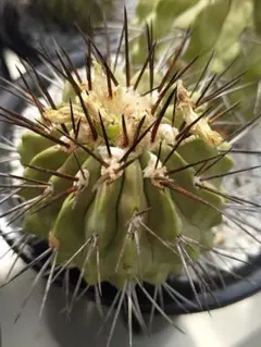 2025年最新】黒士冠の人気アイテム - メルカリ