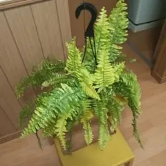 2026年最新】ネフロレピス ハッピーマーブルの人気アイテム - メルカリ