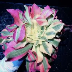 新入荷　アエオニウム 白鳳錦　(3株セット)法師錦　観葉植物