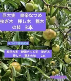 巨大実　ナツメ　皇帝　なつめ　接ぎ木挿し木穗木の枝3本　& 新疆ナツメ王　枝2本のサムネイル