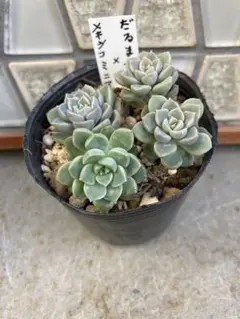 多肉植物　だるま姫秋麗×メキシコミニマ