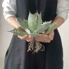 【極上最高級株】感謝祭！大きめオルカ　アガベ　カット株 アガベ Agave チタノタ titanota FO-022 金鑽 ゴールデン