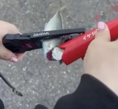 数量限定価格　イケジメくん　赤