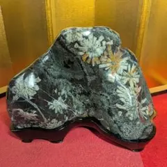 北海道 台付アンモナイト 化石 鉱石 希少 インテリア - メルカリ