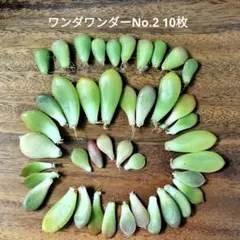 葉挿し 42枚 エケベリア セダム 色々 多肉のサムネイル