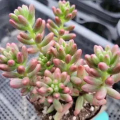 ❧✿はな✿☙【#もくもくの部屋】様 リクエスト 2点 まとめ商品