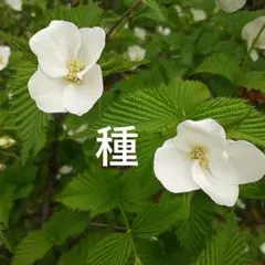 斑入り、咲分けヤマブキ 吹雪錦の苗木（珍品） - メルカリ