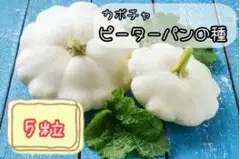 ぽめきち様 リクエスト 2点 まとめ商品