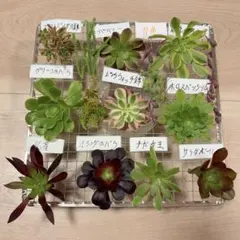 11#多肉植物❤️アエオニウム❤️10種カット苗セット❤️寄せ植え用