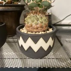 本日10/24 値下げ早い者勝ち！ コピアポア　孤竜丸　現地球　発根済み 2025年最新】孤竜丸の人気アイテム - メルカリ