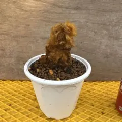 2026年最新】キンモウコウの人気アイテム - メルカリ