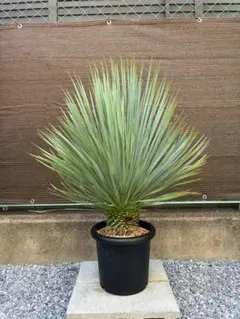 早いもの勝ち ユッカ ロストラータ 3 - メルカリ
