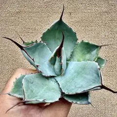 2026年最新】オリザバ アガベの人気アイテム - メルカリ