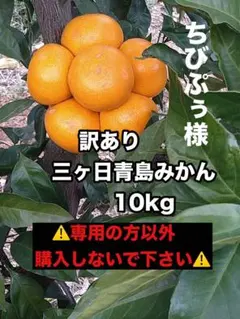 ★ちぴぷぅ様★専用 訳あり三ヶ日青島みかん10kg