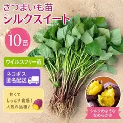 茨城県産 さつまいも苗 シルクスイート15本 予備苗2本です。 さつまいも シルクスイート 苗 10本 茨城県産サツマイモ - メルカリ