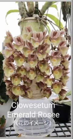 Shoichi Ooggami様 リクエスト 2点 まとめ商品