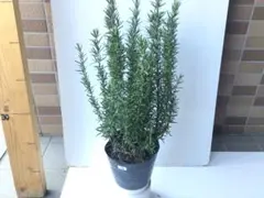 M様 リクエスト 3点 まとめ商品