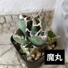 ジーノ Ａ様 リクエスト 2点 まとめ商品