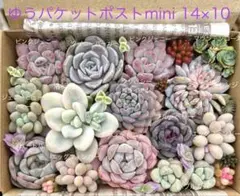 TSR様 リクエスト 2点 まとめ商品