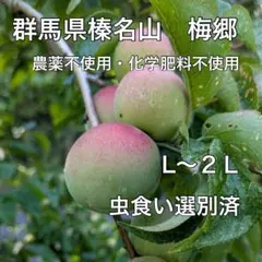 ⚫︎梅郷3キロ　農薬不使用　化学肥料不使用　中熟〜完熟梅　梅酒　梅干しのサムネイル