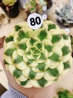 2025年最新】アエオニウム マイバッハの人気アイテム - メルカリ