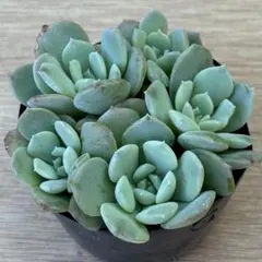 多肉植物　アメイジンググレイス② 葉挿し　抜き苗のサムネイル
