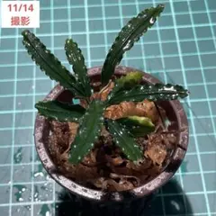 ゆゆゆぶり様 リクエスト 2点 まとめ商品