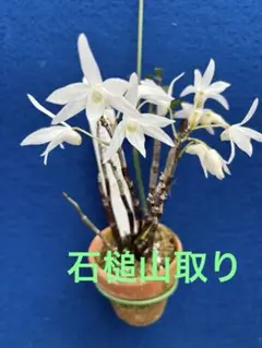 デンドロビウム　セッコク 長生蘭　石槌山のサムネイル