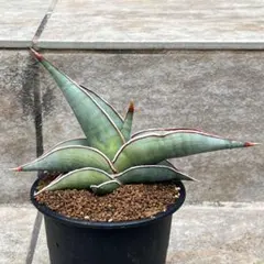 2025年最新】サンスベリア ロリダの人気アイテム - メルカリ