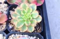 2025年最新】錦 アエオニウムの人気アイテム - メルカリ