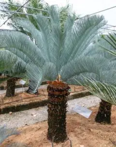 2026年最新】サイカス カイルンシアナの人気アイテム - メルカリ