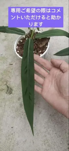 pon様 リクエスト 3点 まとめ商品