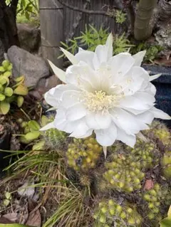 V*i様 白牡丹 人気花サボテン ロビビア属 群開 カキコ 大きめ - メルカリ
