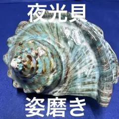 2025年最新】夜光貝オブジェ￼の人気アイテム - メルカリ