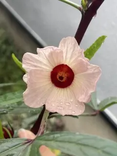 ローゼル　種150粒