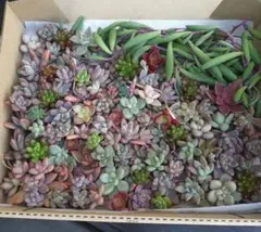 多肉植物　カット苗　詰め合わせ