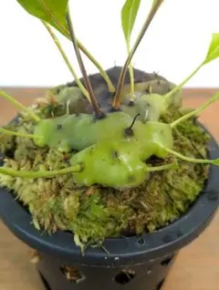 2026年最新】レカノプテリスの人気アイテム - メルカリ