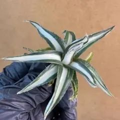2026年最新】アガベ 氷山 中斑の人気アイテム - メルカリ