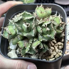 2025年最新】アガベ鬼爪の人気アイテム - メルカリ