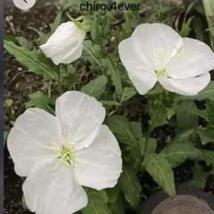 山野草　月見草　種