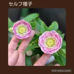 セルフ種子■#624■超多弁 ロゼット咲き クリスマスローズ セルフ種子□#624□超多弁 ロゼット咲き クリスマスローズ - メルカリ