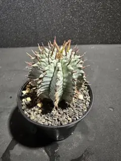 ☆激白☆関上ホリダ　ホリダ　幅6cm ゼブラホリダ　オベサ ☆激白☆関上ホリダ ホリダ 幅6cm ゼブラホリダ オベサ - メルカリ