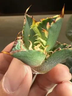 2026年最新】レッドキャットウィーズルの人気アイテム - メルカリ