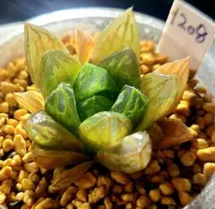 1487 オリビア実生錦カキコ多肉植物 ハオルチア アロエ - メルカリ